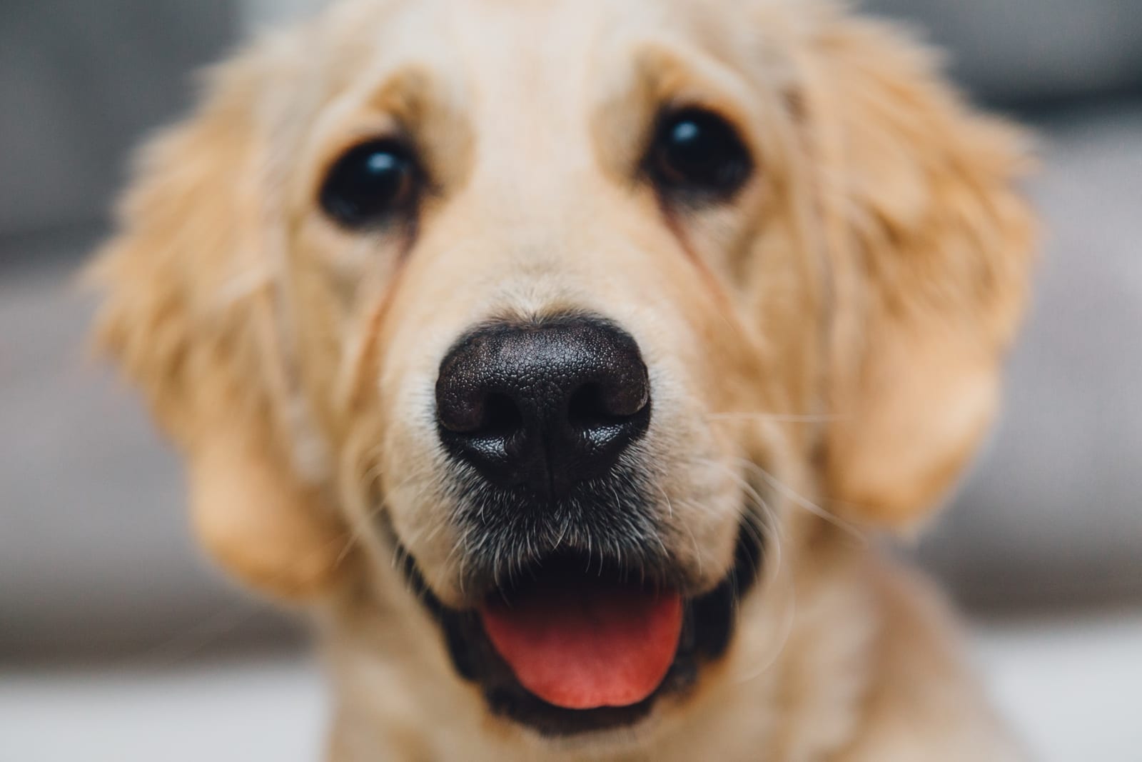 night-animal-dog-pet (1)